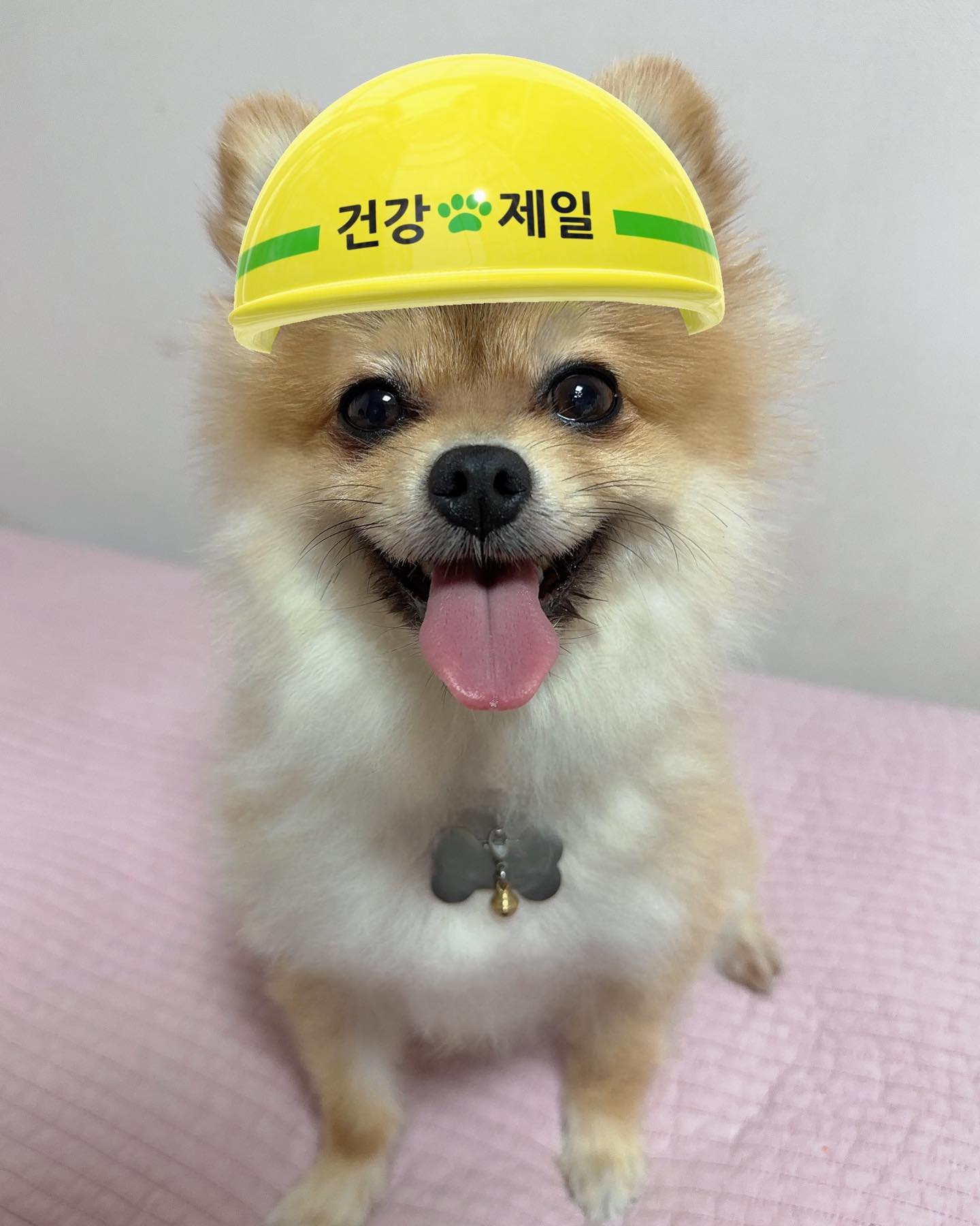 다들 이번 주도 화͙이͙팅͙이개୧( “̮ )୨ 💛
언제나 건강이 제일이개🐶💗