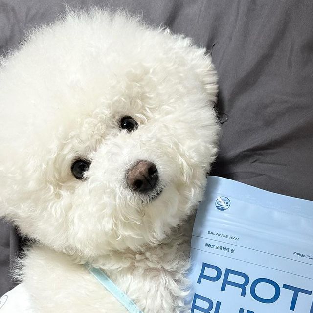 조랭_제림 on Instagram: "#협찬 #유료광고 @welovepet_official 에서 조랭이에게 #반려견영양제 를 보내주셨지뭐야 〰️ 소형견 키우는 애견인들이라면 강아지관절문제, #강아지슬개골 문제 로 걱정