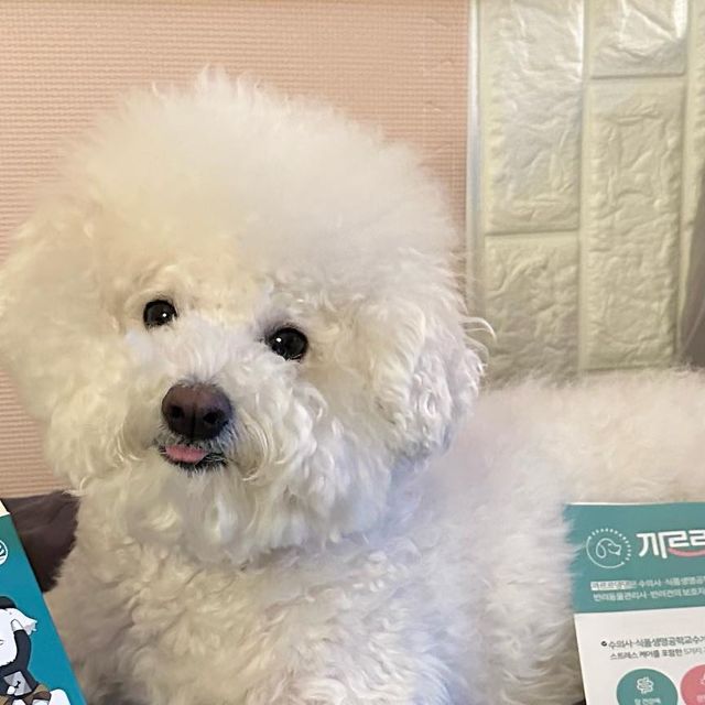 조랭_제림 on Instagram‎: "#광고 조랭이가 먹는 복합기능성 영양제 💊 @kkarrdangdang.kr 에서 보내준 영양제인데 수의사가 함께 개발한 복합기능성 영양제로 한 제품으로 조랭이 건강을 간편하게
