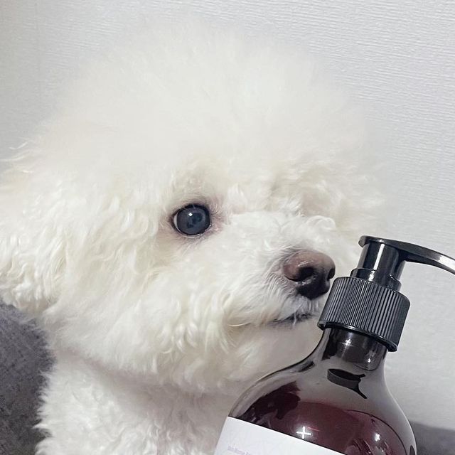 조랭_제림 on Instagram‎: "#비숑샴푸 댕댕이들, 댕맘들아 조랭이가 첫 협찬으로 우프원더(Woof Wonder) 의 샴푸를 사용해보게 되써, 💗 우프원더(Woof Wonder) 샴푸는 호주 프로바이오틱 연구소(Probio