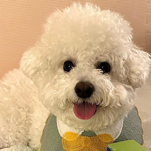 조랭_제림 on Instagram‎: "[체험단] 해당 브랜드로 부터 제품을 지원받았지만 솔직하게 작성하였습니다. 조랭이가 리뷰하는 포쿠코 파라바이오틱스 유산균 ✍🏻 ✔️ 열과 산에 강한 특허균