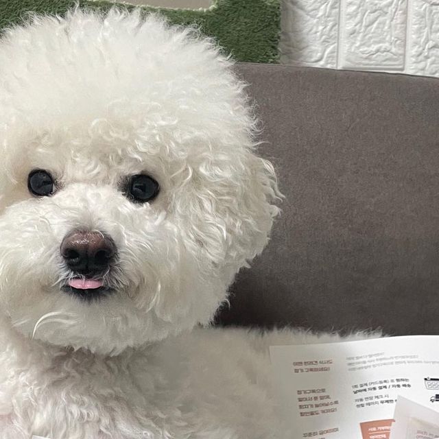 조랭_제림 on Instagram‎: "@naturalpet_official 에서 조랭이에게 강아지 화식 사료를 보내주었어 🍚 급여해보고 추천해주고 싶어서 공유하려구 〰 내추럴펫의 강아지 화식은 팩타입으로 닭고기/