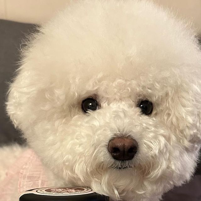 조랭_제림 on Instagram‎: "#광고 [펫트리밀]에서 출시 예정 제품으로 강아지,고양이 필수 영양소인 오메가3 동결건조 사료 부스트 <펫트리쉘>을 조랭이에게 선물해줘써 애드라 (๑❛ڡ❛๑) 아