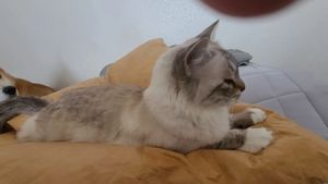 [헨로포우]  고양이 빵방석, 고양이 방석 침대