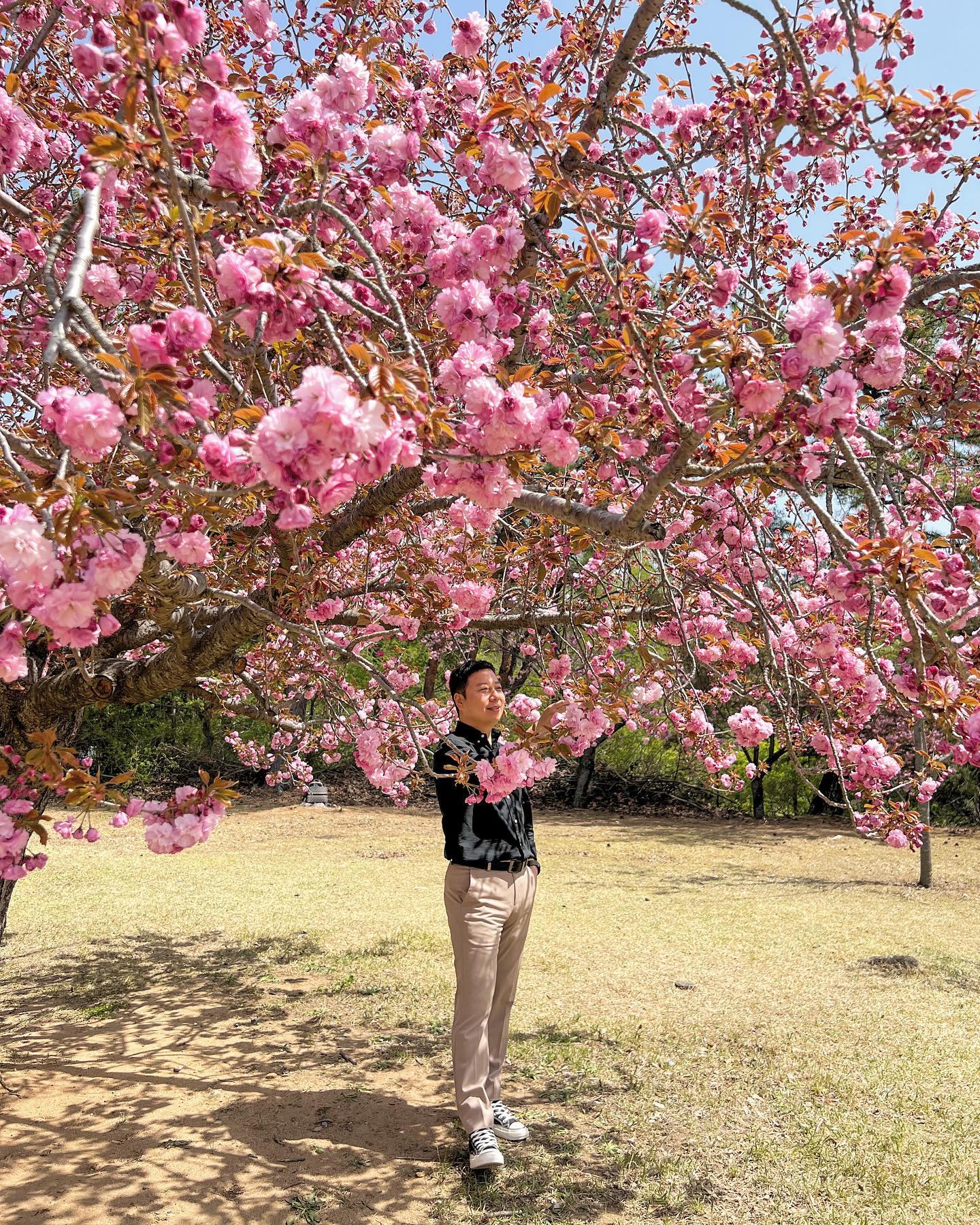 겹벚꽃🌸

#겹벚꽃 #겹벚꽃명소 #경주겹벚꽃 #불국사겹벚꽃 #경주여행 #경주가볼만한곳
