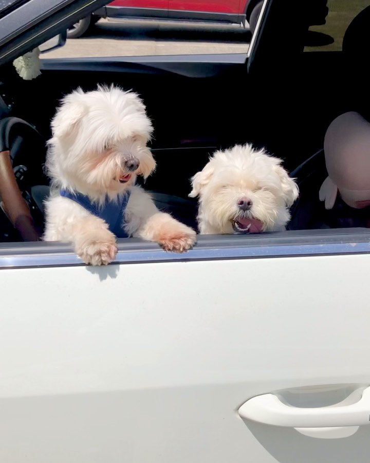 하리, 땡이랑 함께 #5월기록 🐶
짧지만 꽉 채우고, 소소하지만 큰 행복이 가득했던 5월💗💗