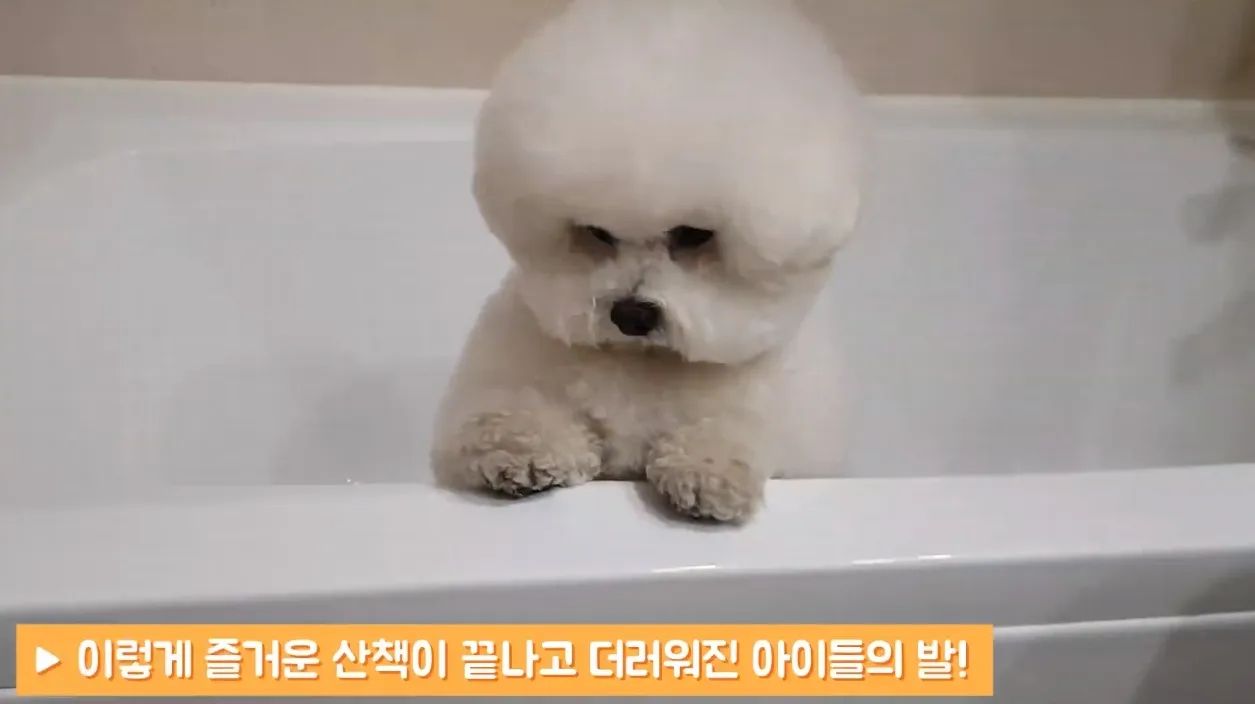 #협찬 #강아지목욕 #강아지산책

날씨가 좋아서 매일 매일 산책을 다녀오는데 
더러워진 발 항상 물로 닦아주니 
배까지 다 젖어서 
목욕을 하게 되더라고요.
원래는 정해진 날만 목욕을 했었는데 
조금씩 목욕을 싫어하네요.😢

그렇다고 물티슈로만 쓱~ 닦자니 찝찝한데요 
강아지 산책 후 간단하게 발만 
세척해주는 포포샤워기를 만났어요.
18도 아래로 분사되는 물 분사와 
각도로 발만 간단하게 씻길 수 있고 
물 튀김 방지가 잘 되어있도록 설계가 되었네요.👍🏻
모양도 너무 귀엽고 실용적이라 만족스럽네요.
강아지 발 샤워기 찾으신다면 
포포 샤워기 만나보세요🐶

구매링크
https://smartstore.naver.com/paw-shower/products/6767596625

#강아지발샤워기 #강아지발세척기 #반려견발샤워기 #반려견발세척기 #멍멍샤워기 #반려견미용 #포포샤워기