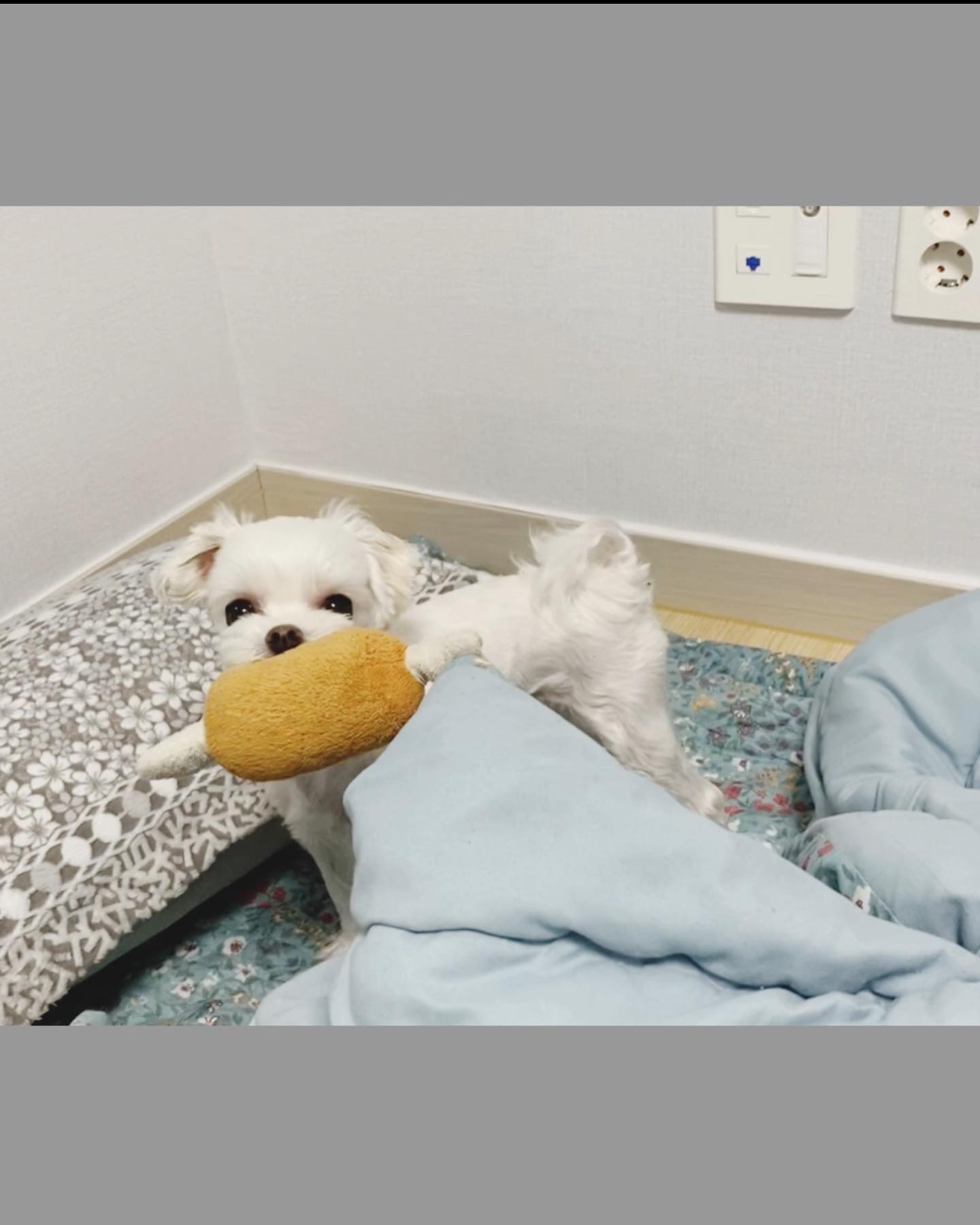 봐도 봐도 귀여운 깡총 토미