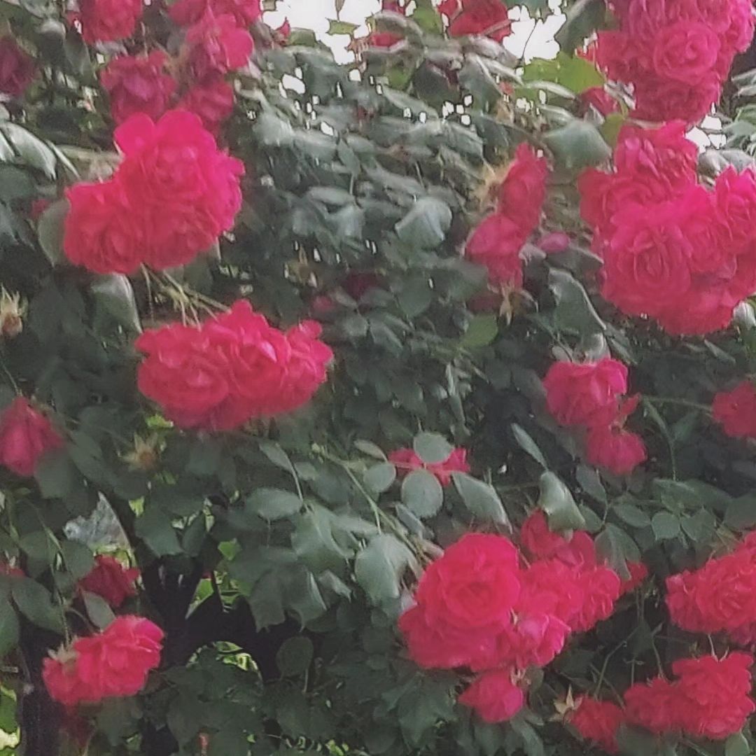𝑍𝐸𝑅𝑂𝑆𝐸🌹