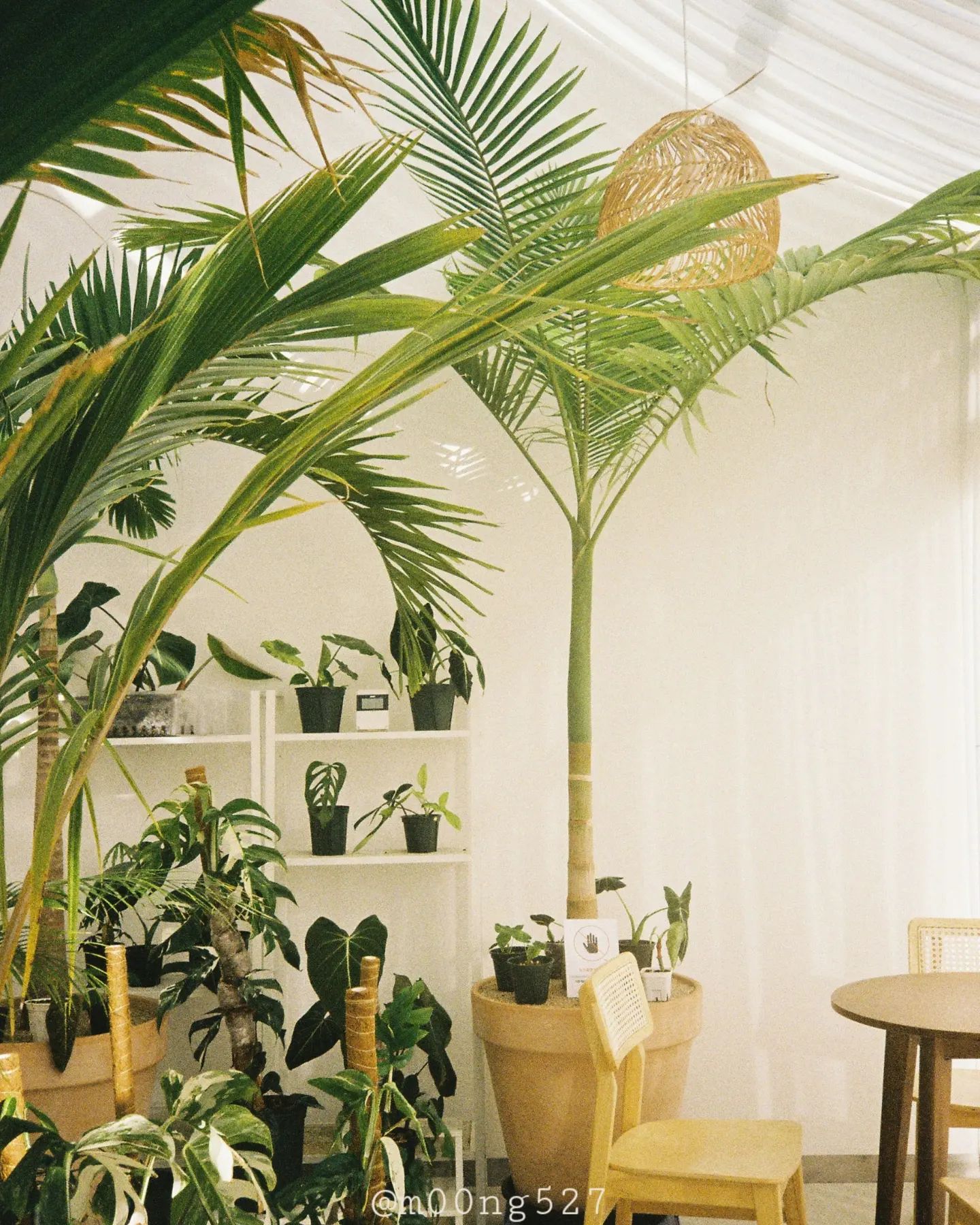 #뭉필름
-
초록의 계절🌿
-