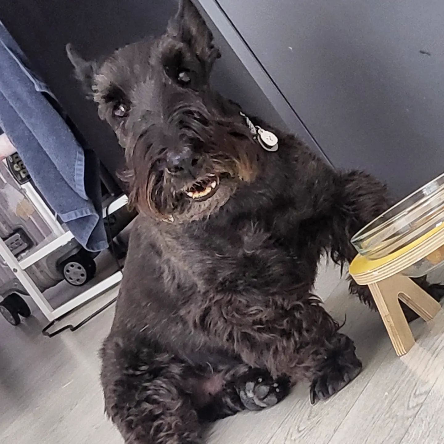 으응?? 밥먹는데 왜 쳐다봐? 

#김까망 #scottishterrier