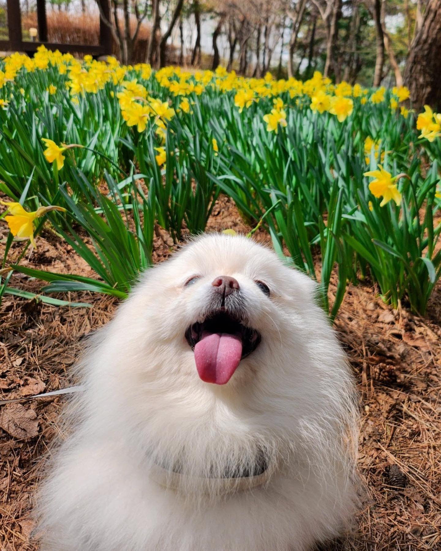 오랜만이라개🐶
요지엄먀가 요즘 바쁘다는 핑계로
인슷하랑 절교했댜규..!! 요무룩🥲
다들 잘 지내는거냐개!!?😭