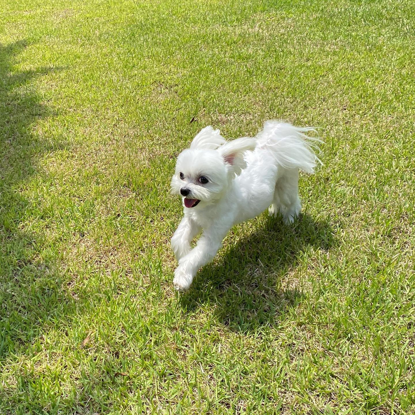 얘두라 나 너무 행복해써~~~~~🐾🐶🥰

오랜만에 펜션 (거의 모찌 별장🏠)가서 신나는 잔디 뛰뛰💨💨💨

두번째 컷은 펜션 모델 느낌으로 찰칵😉📸
마지막은 토끼모찌컷🐰🐰🐰

모찌가 제일 좋아하는 아이리스펜션 pensioniris2012 💛💛 (협찬아님ㅎㅎ)
모찌가 좋아하는 사장님도 뵙구😘 넘 잘 쉬다왔어요🫶🫶🫶