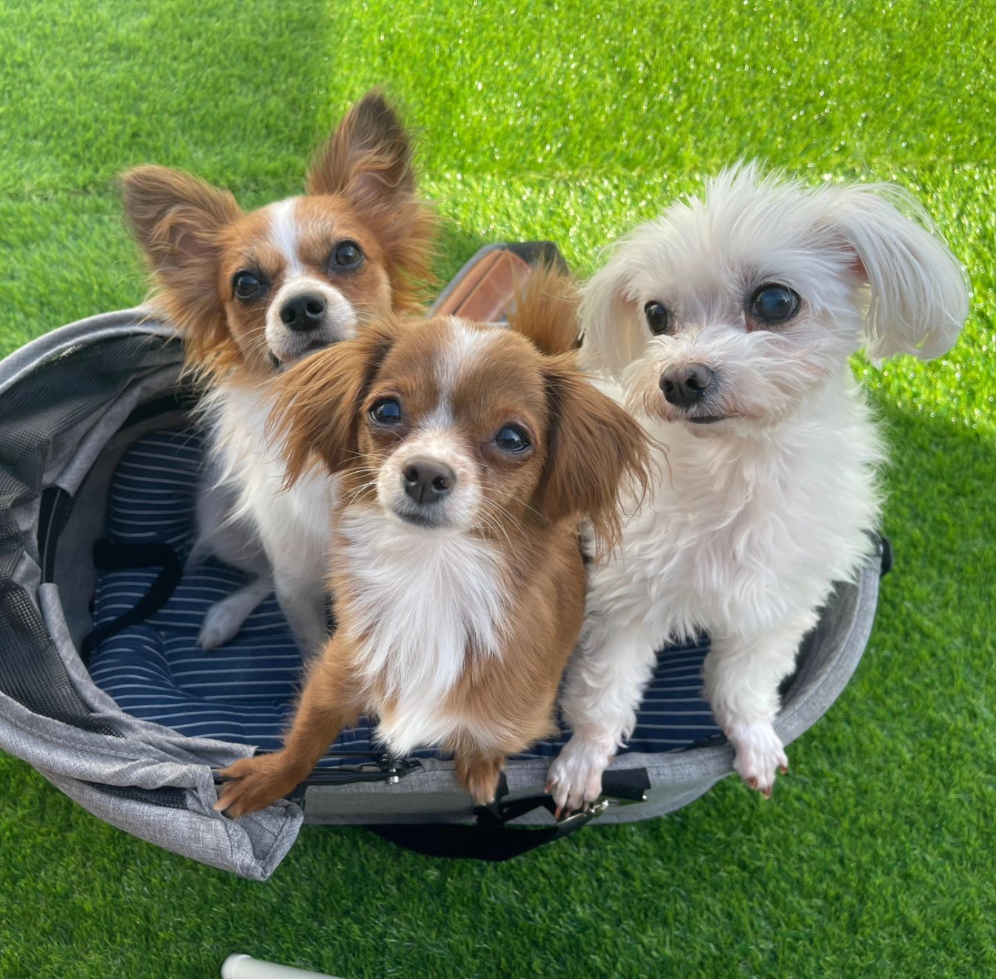 여전히 사이좋은 짜치내❣️

테라스 있는 집으로 이사 왔다개!🐶