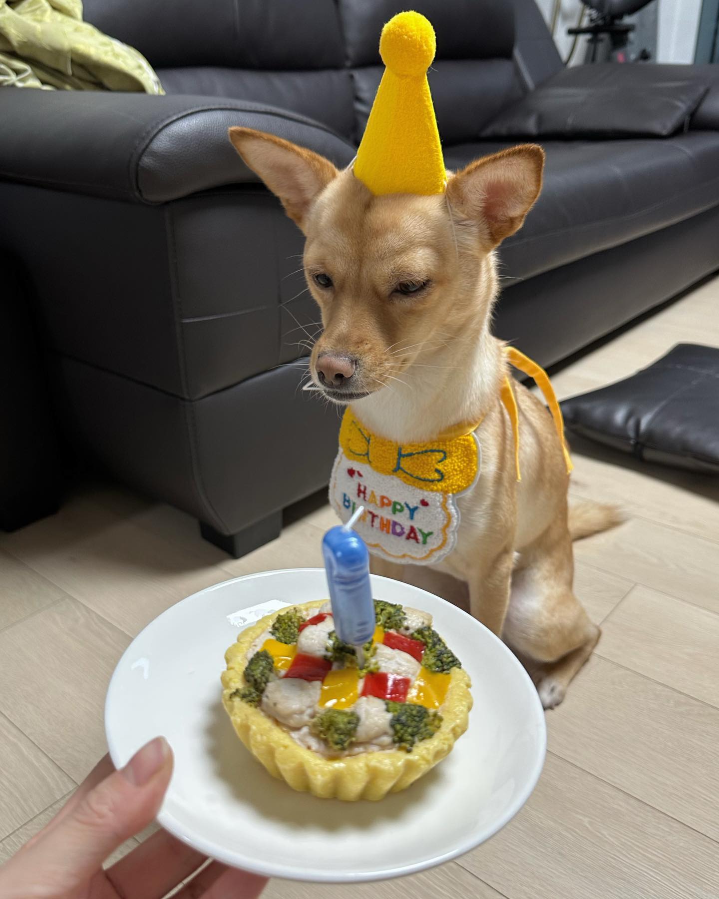 6월 4일 룽지 우리집 온지 1년 되는날 = 룽지 생일 🎂 근데 언제까지 클거야?