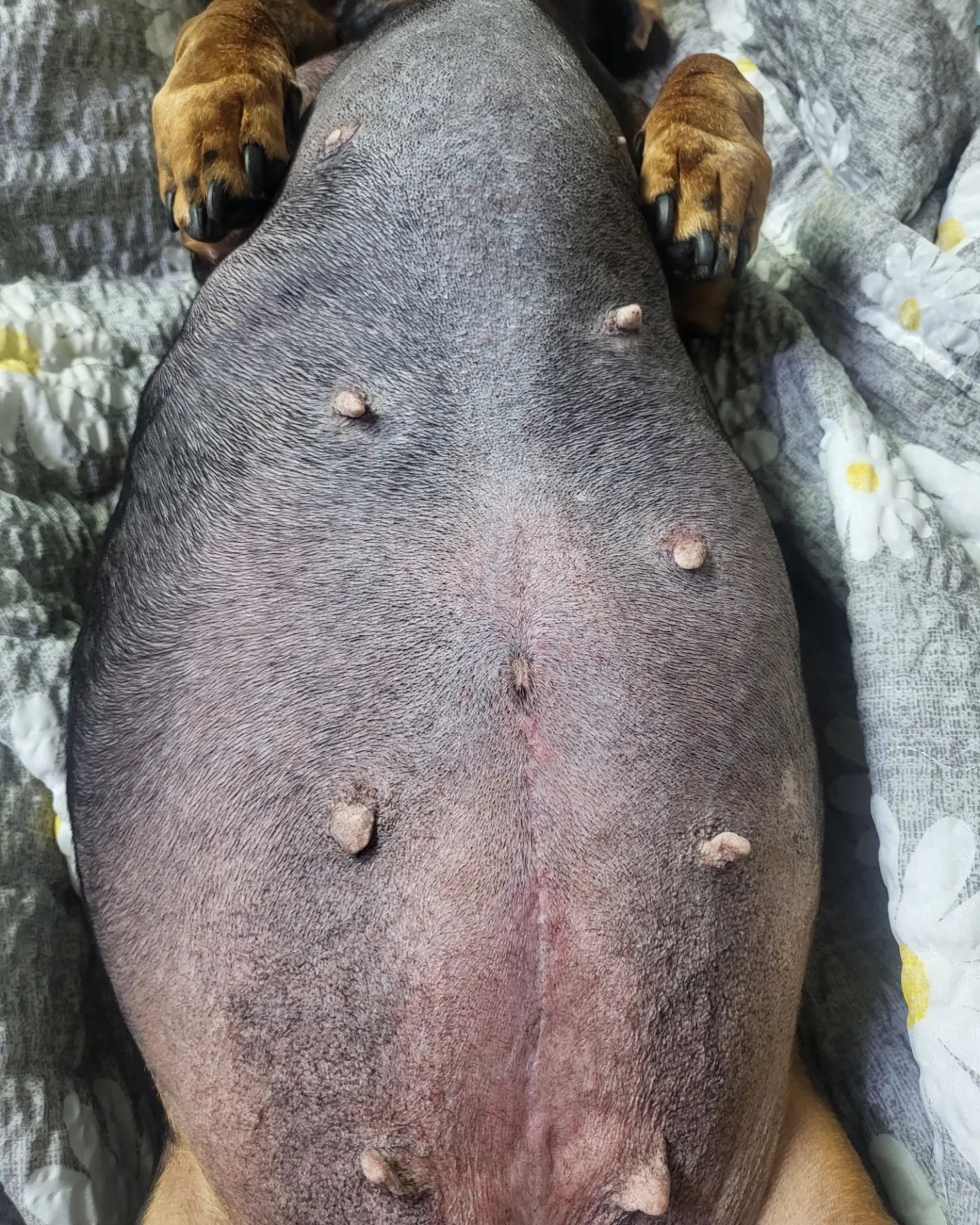 사료방 털이범 크롱이🤢👽💚 외출할때 방문 실수로 열고 간 아빠가 잘못🥲😭

배터지도록 먹어서 뼈가 튀어나올 정도🐶🐕 다이어트 중이었는데ㅠㅜㅜ🐽🐷

크롱아 낼 하루종일 굶자🐸🐸🐸

#닥스훈트 #닥스훈트비만 #닥스훈트다이어트 #강아지다이어트 #비만견 #사료털이범 #닥스훈트그램 #닥스훈트클럽 #닥스훈트단모 #비만강아지#dachshund #daily #diet #dachshund_love #sausagedog #dogmodel #doglover #dogstagram #dogdiet