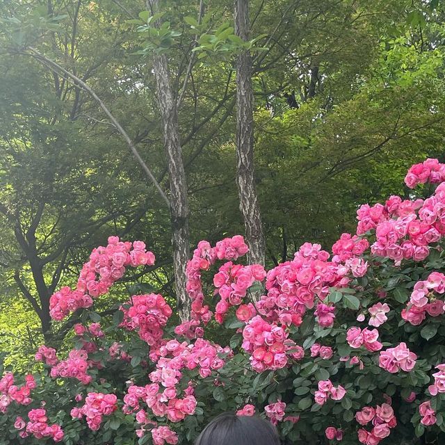 Seung A on Instagram: "#협찬 미니백 러버도 반하게 한 러블리한 무드의 에코백..🤍 비오기 전, 장미 찐 막차 타려고 휘뚜루 마뚜루 마실 다녀왔쥬🌹 노트북에 아이패드까지 다 들어가는데 룩을