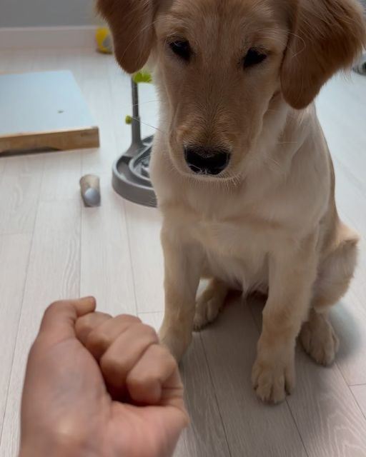 은재 on Instagram: "#광고#제품혐찬#포쿠코#강아지영양제#강아지영양제추천#강아지오메가3#강아지오메가3추천#강아지건강#반려동물영양제#반려견건강#강아지건강관리#반려견건강관리#강아지
