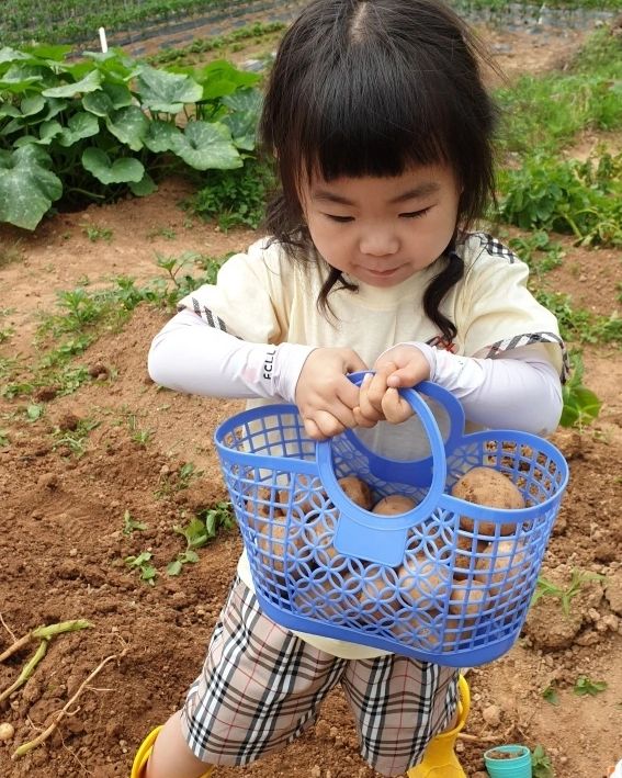 꼬맹이의 감자캐기
제일 열심히 감자캤다는 그녀
감자캐다가 지렁이도 보고
개구리도 나타나서 만졌다고 자랑
엄마는 개구리 못 만지는데..
역시 대단해 👏 
개구리를 쓰다듬어줬더니 폴짝 뛰어서
엄마개구리한테 갔단다.
감자로 뭐해먹을까? 하니
감자볶음밥은 어때?!
감자넣고 당근넣고 김치씻어서 볶음밥해줬더니
김치는 싫다고 골라내고 😢😢
언제 김치 먹어줄래?
.
.
.
#20230608 #생후1493일
#49m0d #감자캐기체험