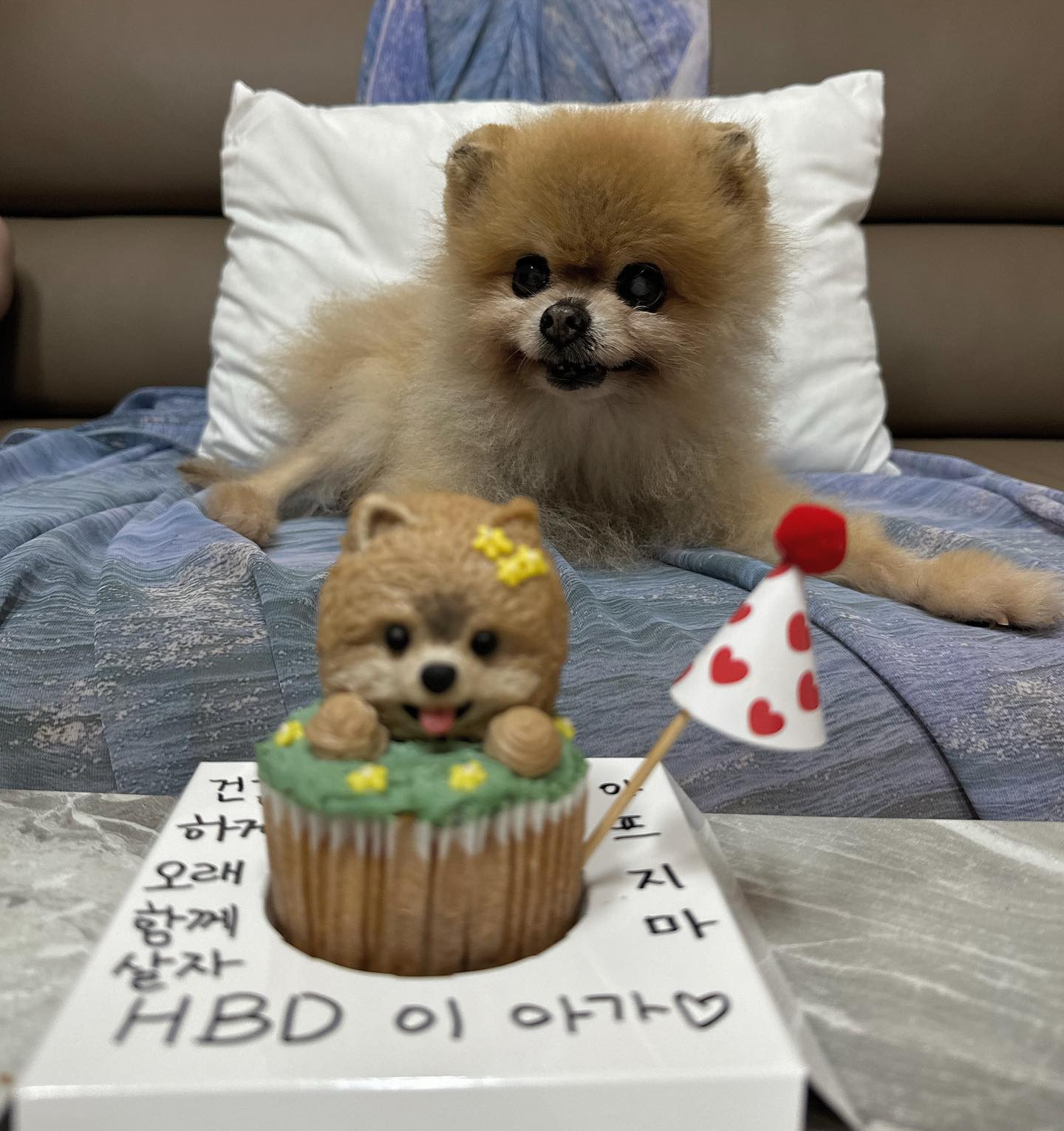 울아가 15년만에 처음으로 정말 똑닮은 구요미 생일케이크랑 생일축하를했따!ㅠㅠ여지껏 왜 챙겨줄 생각을 못했지 미안해..ㅠ 아가야 15살이라는 나이가 무색하게 동안미모를 갖고있는 우리첫째사랑둥이 이아가 한참 지났지만 생일축하하고 더이상 아프지말고 누나랑 더 오래오래 살자 나에게 와줘서 너무 고마워 나의축복 정말 사랑해 내새끼❤️🐕🐶

ps.머핀 너무예뻐서 먹이기아까웠지만 폭풍흡입해버린 이아가 이셜록ㅋㅋ 귀요미 수제케이크>> yeondu_noriter