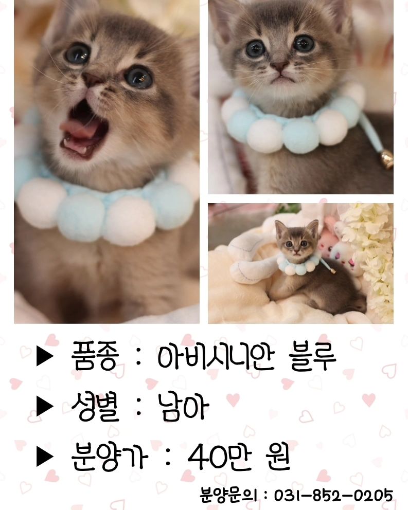 📌의정부고양이분양 대폭할인📌
.
✅️건강한 고양이를 가족으로 맞이할 수 있는 기회입니다
지금 바로 연락주세요
.
나비캣 번호 031-852-0205
나비캣 채널 http://pf.kakao.com/_DbcMxj
나비캣 카톡 nabi_0205
.
#고양이분양 #의정부고양이분양 #아비시니안블루 #아비시니안분양 #러시안블루분양 #페르시안분양 #양주고양이분양 #포천고양이분양 #남양주고양이분양 #노원고양이분양 #전국고양이전문분양
