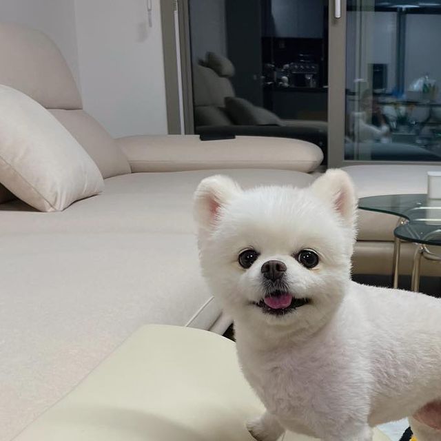 쩐서🌸 on Instagram: ”#광고 디자인과 색감까지 너무 예뻐
집 인테리어에도 좋고
무엇보다 망고가 맘에 쏙💖 계단 형식이 아닌 구름모양의
견체공학적 기울기로 슬개골 수술한 망고 관절에 무리를 덜어줘요 논슬립원단으로 미끄러지지않아서 강추‼️ #헨로포우#구름계단#헨로포우계단#헨로포우구름계단#강아지계단#펫스텝”