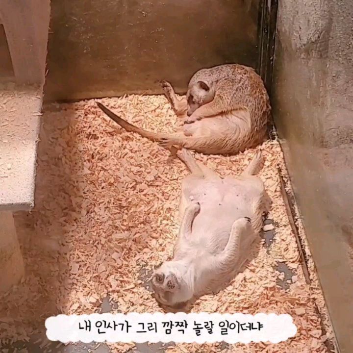 엄청난🐢🦎🐍🐊 파충류카페 😄

 
강릉여행 첫 날🩵

비가 엄청나게 와서
우산부터 사야했던 슬픈이야기 ㅋㅋㅋ😓

비가 오니 야외는 힘들고
뭘 하면 좋을까? 하다가 찾은 
파충류카페 비비안🩶

 
첫째 아들이 뭐든 다 키워보고싶어해서
자라, 구피, 햄스터까지
키워보고 요새는 또 도마뱀을 키우자고
노래를 노래를🙈

 
직접 보고 만져보며
체험해보고 분양까지 받을 수 있는 이색카페🩷

음료1잔에 동물유지비가 포함되어있어
따로 입장료를 내지 않아도 되서
너무 좋았구요🥰

 
평소 냥이를 한번도 만져보지 못했던 두찌는
냥이만 졸졸졸 따라다니며
너무 행복해했어요😄💕

아들은 우와 우와를 남발하며 좋아했지만
직접 만져보니 집에선 키우기 어렵겠다고😂
(단념시키기 좋은 기회였어요🤣)

파충류카페는 흔하지 않은데
강릉여행에서
만날 수 있어서 더 즐겁고 소중한
시간이었답니다🤗💜

 
 
#__파충류카페비비안 #강릉데이트코스 #강릉테마카페 #강릉이색카페 #강릉중앙시장 #강릉카페 #강릉가볼만한곳 #강릉시카페 #강릉카페추천 #강릉이색카페 #강릉파충류카페 #강릉카페추천 #강릉핫플 #강릉가볼만한곳추천 #강릉이색카페맛집 #강릉시핫플 #강릉파충류 #강릉이색체험카페 #강릉아이들체험 #강릉데이트코스추천