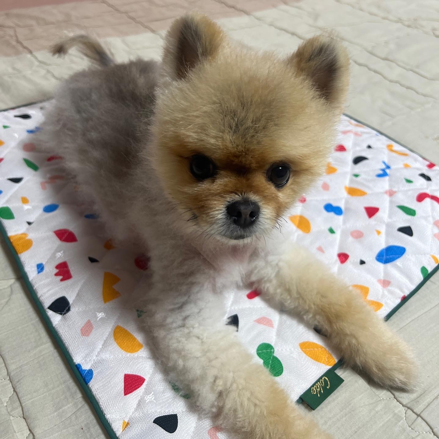 예쁜 누나한테 쿨매트 선물 받았다-^_^✌️
덕분에 올 여름 시원하게 잘 보내겠읍니다. 감사합니다^^(꾸벅)
-구찌 올림🐾-
