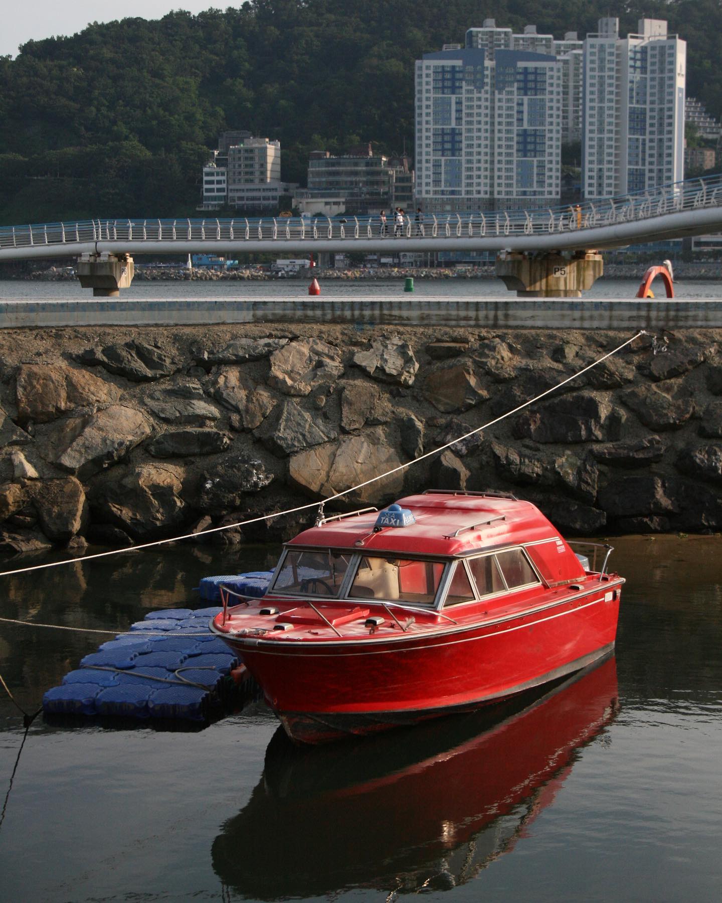빨강배동동