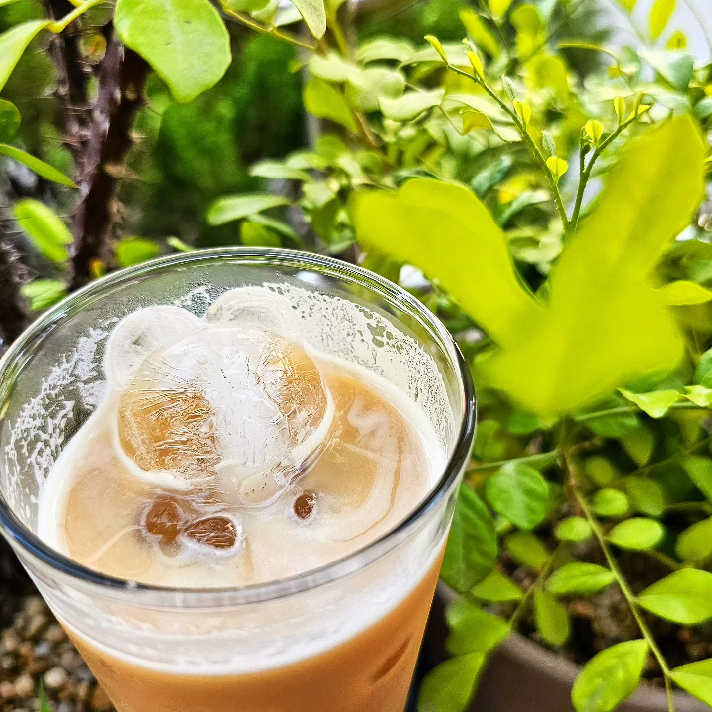 #곰돌이 #🐻

우리 애기
라테에 누워 반신욕 ing-

귀여워♡

#곰얼음 #카페라떼 #coffee #ice
#귀여워
#❤️