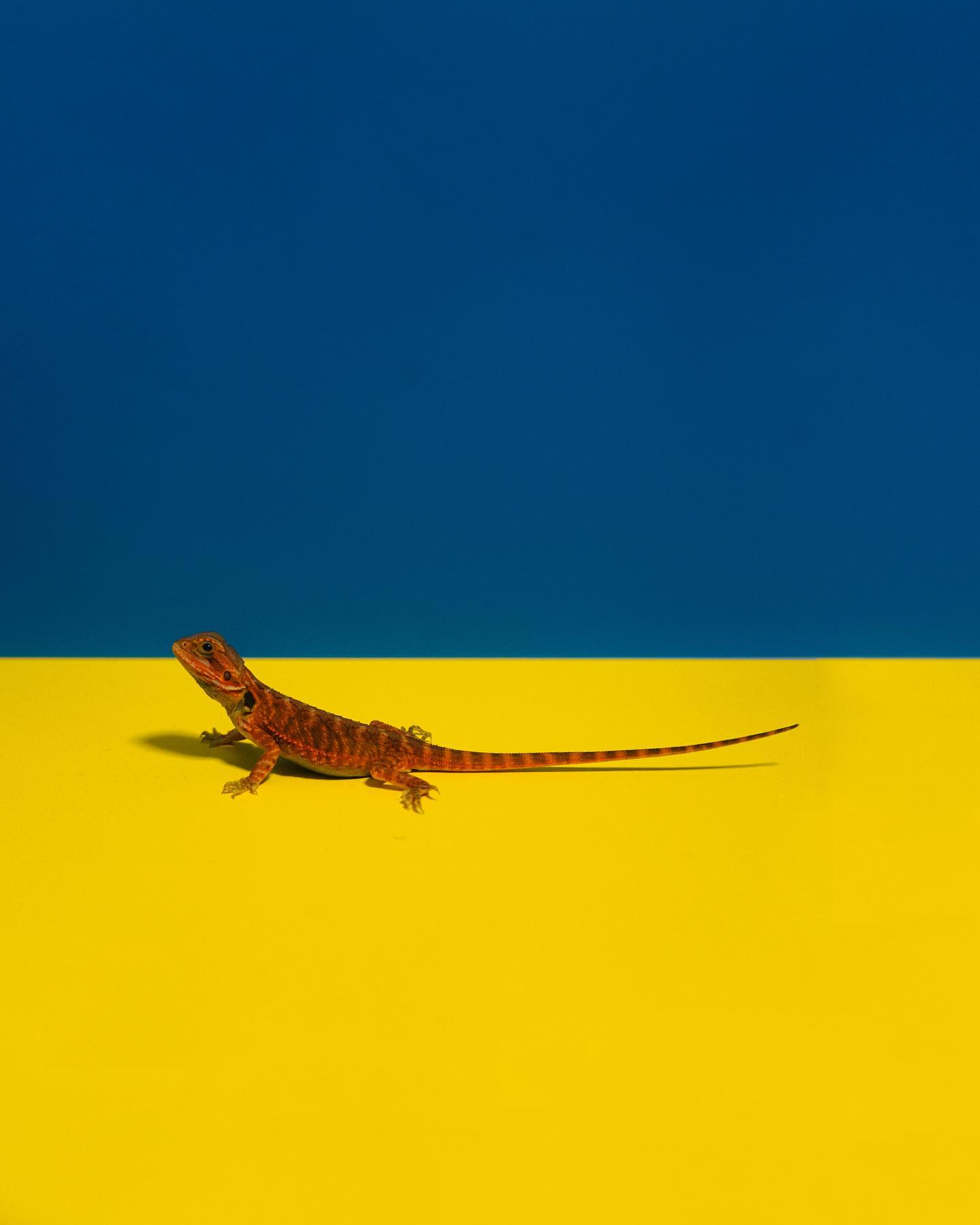 릴드래곤 생애 첫 홈프로필 🦎

𝚙𝚑𝚘𝚝𝚘 𝚋𝚢. foto_koni_