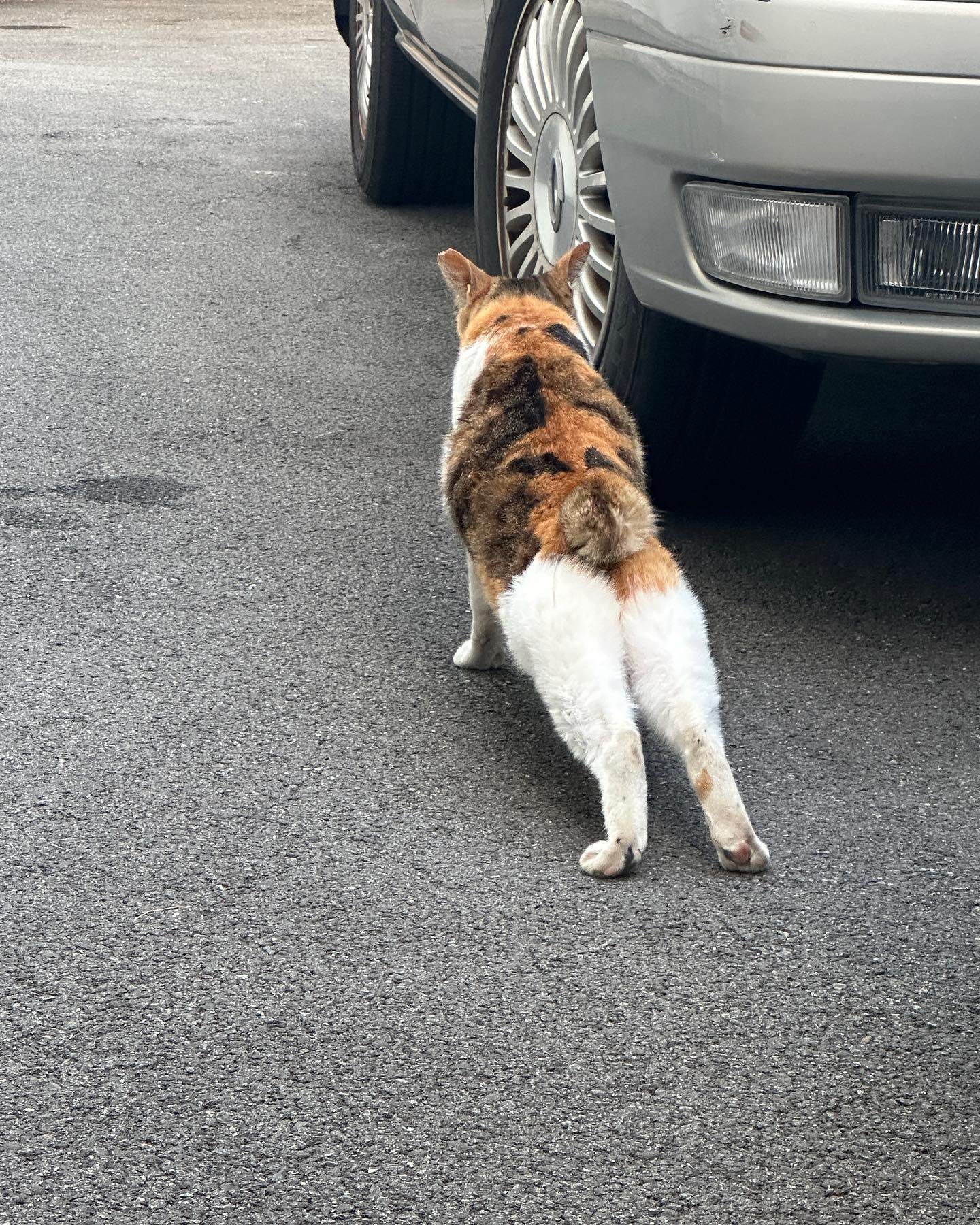 🐈