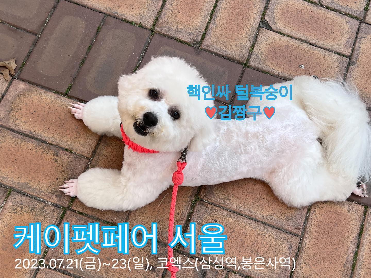 ⭐️케이펫페어 코엑스⭐️
🎫무료입장권 이벤트❤️
📌 기간 : 23.07.21(금)~23(일)
📌 장소 : 코엑스 D홀🫧
📌 시간 : 10:00 ~ 18:00
📌🐶칭구들 동반가능❤️
(이동장 / 슬링백 / 유모차 중 1개 사용가능)🐾

🐾핵인싸 털복숭이 짱구 칭구들아❤️
케이펫페어 무료입장권 무료나눔 듕이야😊
좋은건 널리널리 소문내야해!
디엠으로 수량 부타캐🙌❤️

칭구 초대해주면 넘넘 조아아아아~~~🫶❤️
