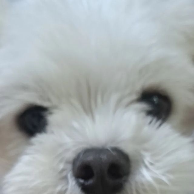 여니씨 on Instagram: "#광고#포쿠코 #강아지오메가3 세상에서 젤 이쁜 작은 생명체 울 뽀뽀♡ 뭐든 좋은건 다 해주고 싶은 울애기, 엄마만 오메가3 먹을순 없쥐~ ㅋ 좋은건 너도 먹어야짐 ㅋㅋ