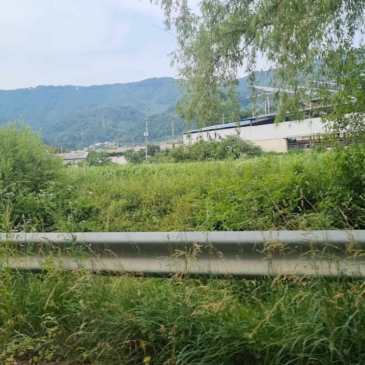 양평 단독 프라이빗 애견운동장 '뛰어놀개'