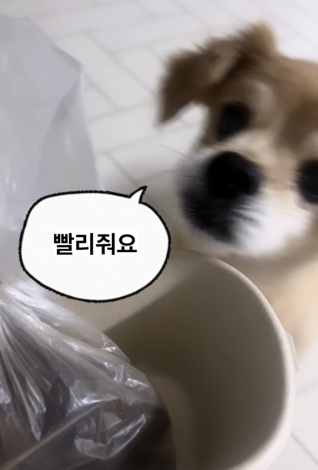 제로웨이스트 패키지에 강아지고양이 같이 먹을 수 있는 기호성 좋은 관절 영양제 가자요펫