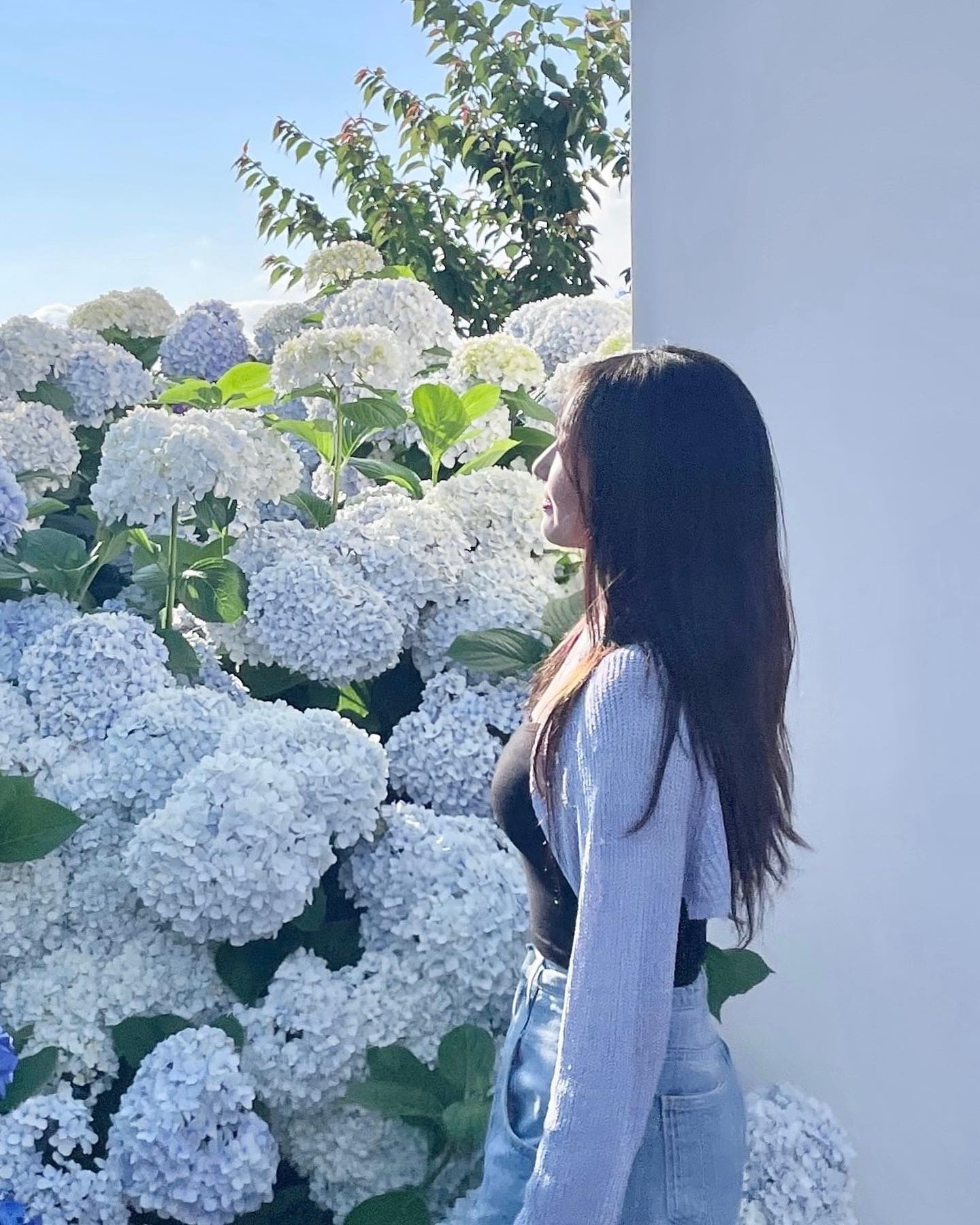 수국보다가 햇빛에 익어버려씁니다. ..