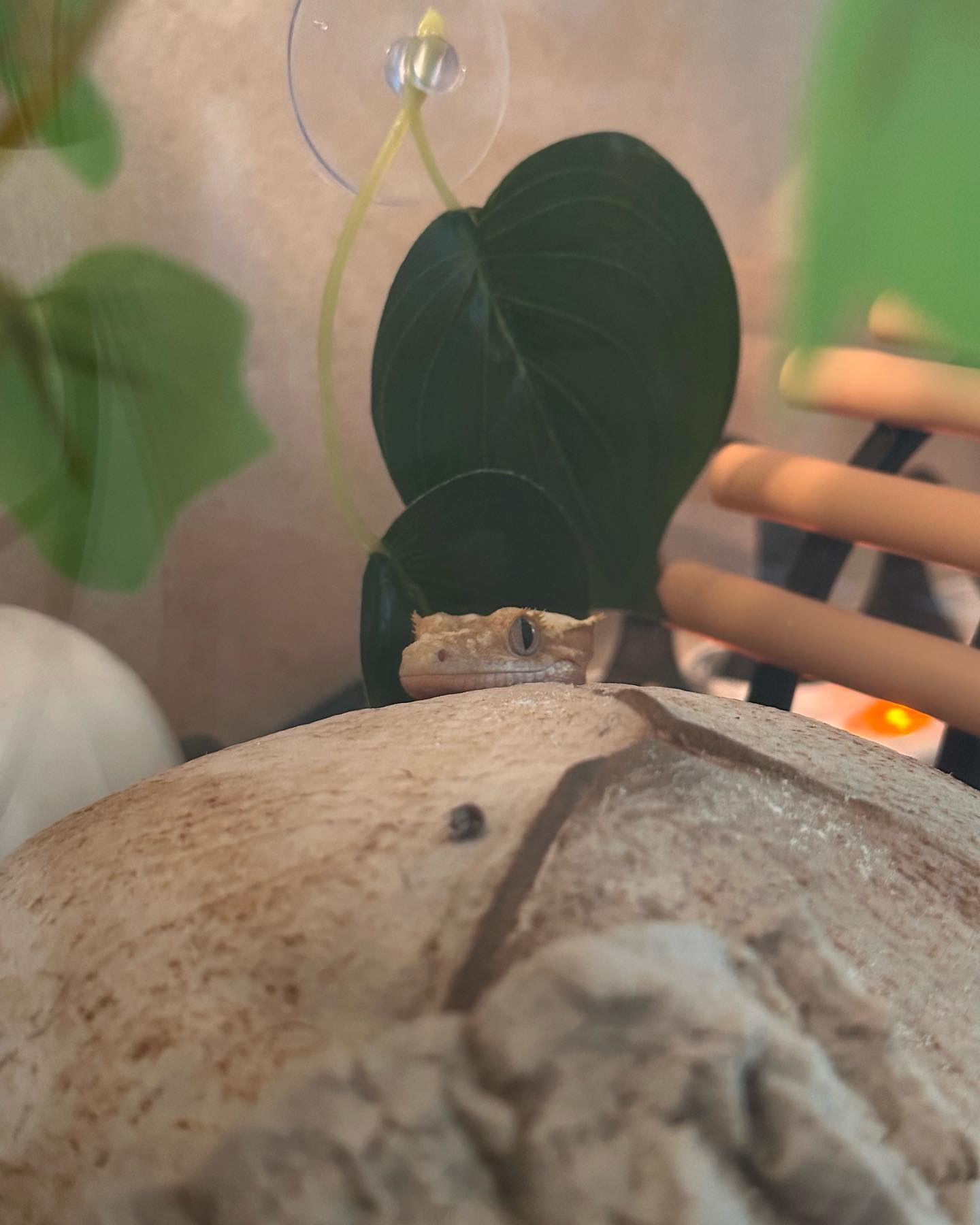 순서대로 롱롱 크롱 대롱 🦎🫶🏻