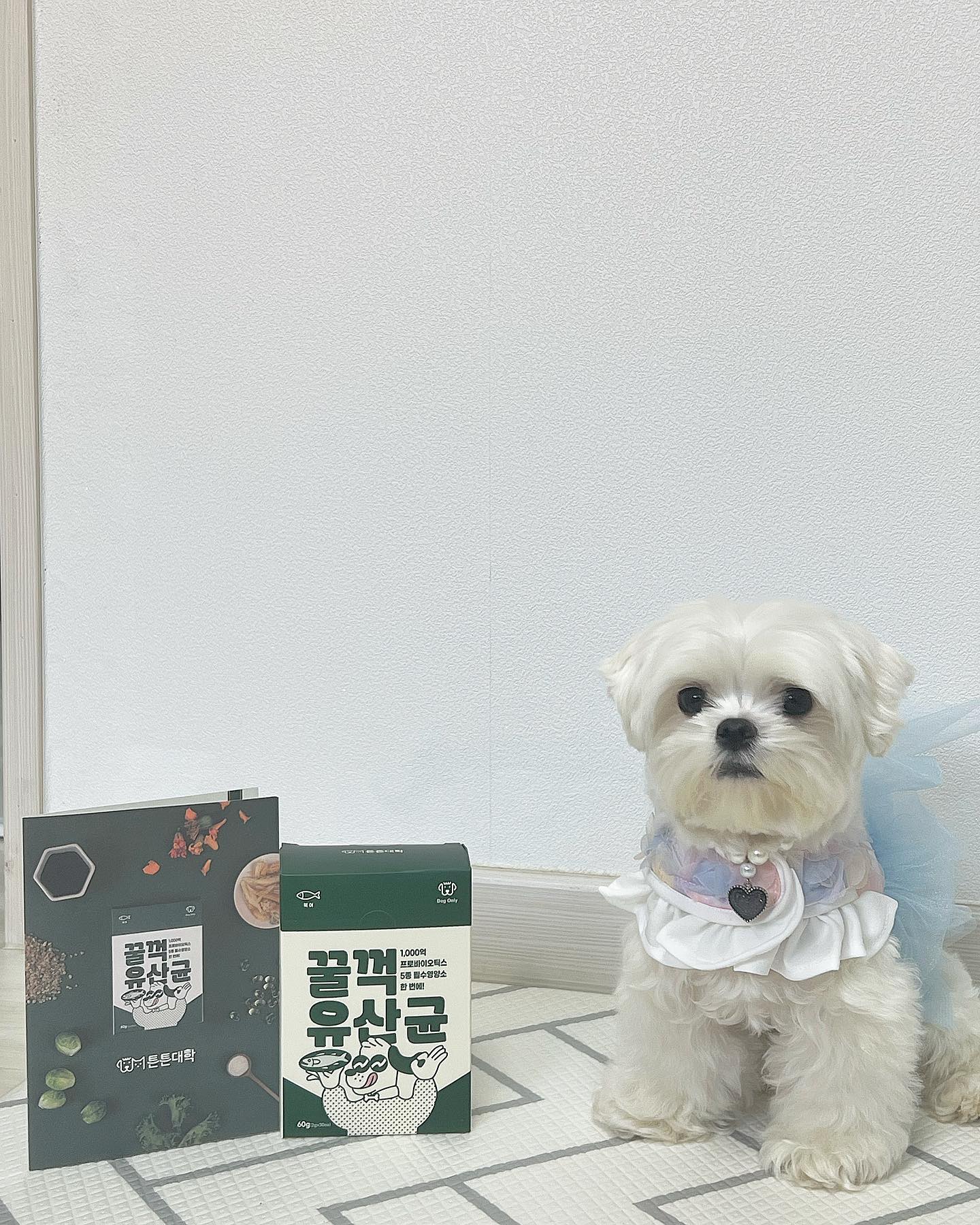 #협찬

하마가 튼튼대학에서 유산균을 협찬받았어요❤️

하마는 처음 집에 왔을때부터 유산균을 급여했었는데요 애기때부터 먹여서 그런지 유산균 효과가 좋으면 바로 바나나똥🍌을 싸고 효과가 없으면 묽은변이 나오는 편이라 유산균이 아주‼️ 중요하거든요

근데 요 ”튼튼대학 꿀꺽 유산균“ 같은 경우에는 먹기전엔 살짝 무른변을 눴는데 먹은지 2일만에 무르지도,딱딱하지도 않은 예쁜 바나나똥을 싸더라구요‼️

그외에도 장건강,면역력증강,소화력 증진,피부건강,눈건강,관절건강,구강건강,기호성까지 한번에 잡은 유산균이라 하루 영양제만 10개가 넘던 하마도 요 한포로 끝냈어요❤️

심지어 순수기능성 원료로 화학첨가물이 들어가지 않았고 믿을만한 국내생산과 넉넉한 유통기한으로 오래 먹일수도 있구요 🌱

하마 언니가 가장 좋았던점은 소량을 여러번 포장한 점이에요! 2g씩 30포로 소포장이 되어있고 10게씩 묶음으로 포장이 한번 더되어있고 표지엔 박스로 한번더 포장‼️ 소형견인 하마는 유산균 한포로 2일은 먹어서 집게로 잡아둬도 공기와 접촉하면 분명히 안좋을거란 말이죠 여름에는 부패하거나 하면 오히려 몸에 더 안좋을수도 있구요😂 하지만 요 꿀꺽유산균은 하루 한포 주면되니 너무너무 편하고 좋은것 같아요🌱

하마랑 같이 튼튼대학 꿀꺽 유산균 머거바요❤️

🏷️ tntn_daehak_official

#튼튼대학#꿀꺽유산균#강아지유산균#강아지영양제#강아지유산균추천#강아지영양제추천#유산균