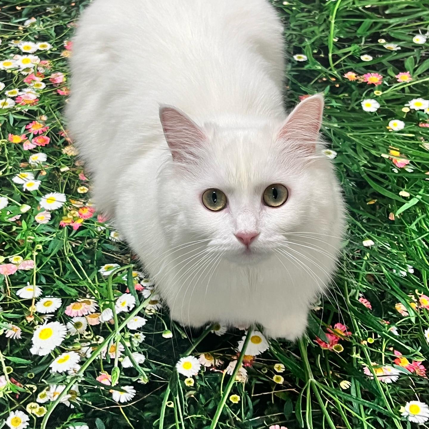 인스타 광고 보고 홀린 듯 샀는데
진짜 이쁨 + 고양이가 좋아하네 신기ㅎ
#pluffyarchive #flowergarden
#인테리어러그 #광고아님 #내돈내산