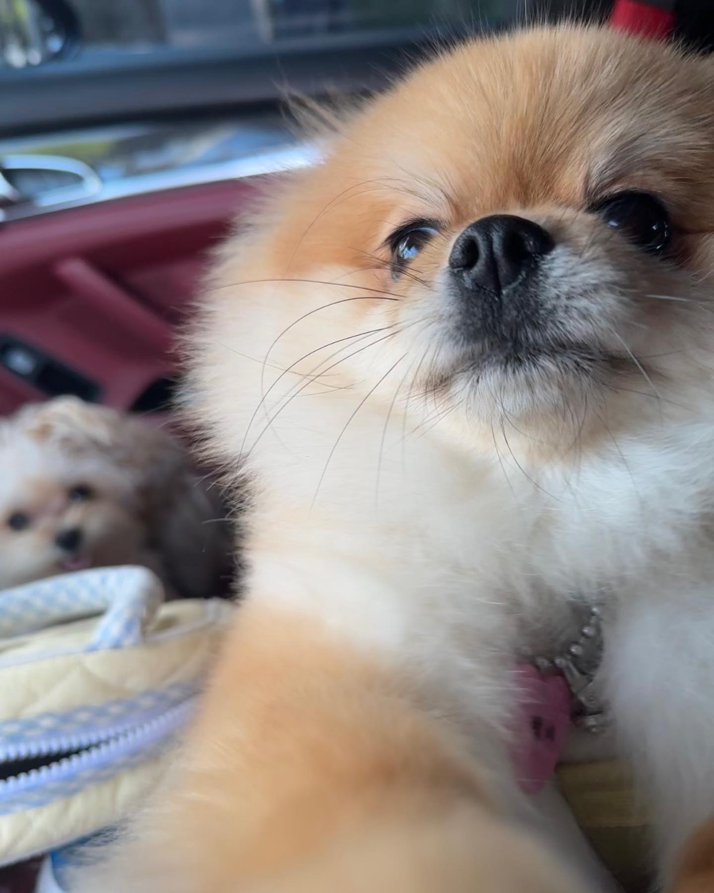 심바야 언능 여기봐 
하나두울셋📸

#멍스타그램 #셀스타그램 #셀카장인