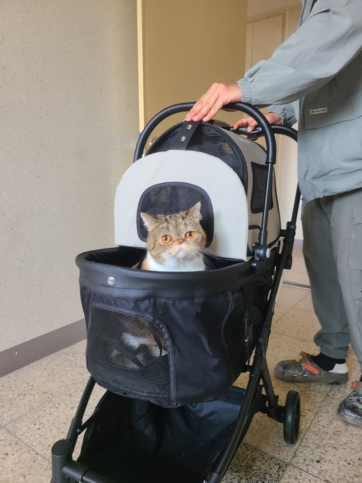 피카노리 프리미엄 애견 유모차 강아지 고양이 캐리어 사용후기!!