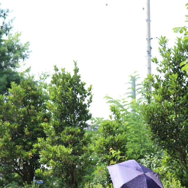 니니 on Instagram: "#광고 #크로커다일양산 @rf_umbrella ⠀ ⠀ 장마기간이긴 하지만 밤에는 비가 낮에는 폭염때문에 지치는 요즘 야외활동을 최대한 자제한다고 하지만 밖에 아예 안나갈수는 없