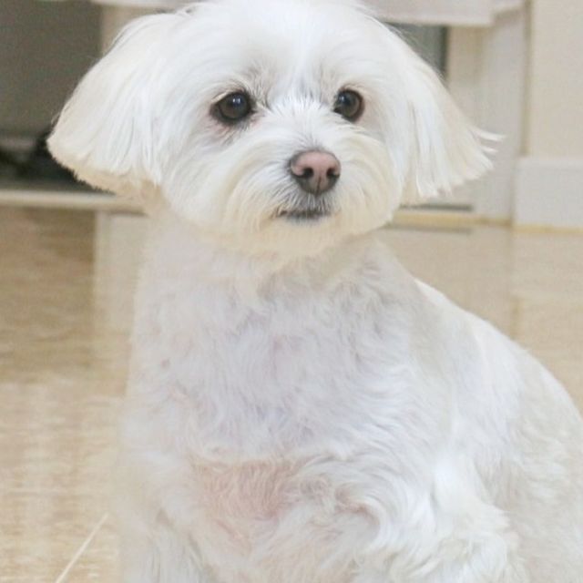 미쏘쏘(라이프인플루언서) on Instagram: "#광고 소형견들은 관절이 약하기 때문에 평소에도 관절 건강이 중요한데요. 관절에 도움을 주는 성분과 멀티비타민 성분이 고함량으로 함유된 Gaazayo P