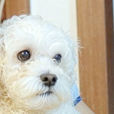 미쏘쏘(라이프인플루언서) on Instagram: "#광고 강아지영양제, Gaazayo Pet 멀티비타민에는 22가지 필수 영양소와 천연 항산화제가 추가된 반려동물 영양제랍니다. 이제 나이가 10살인 만복이를 위