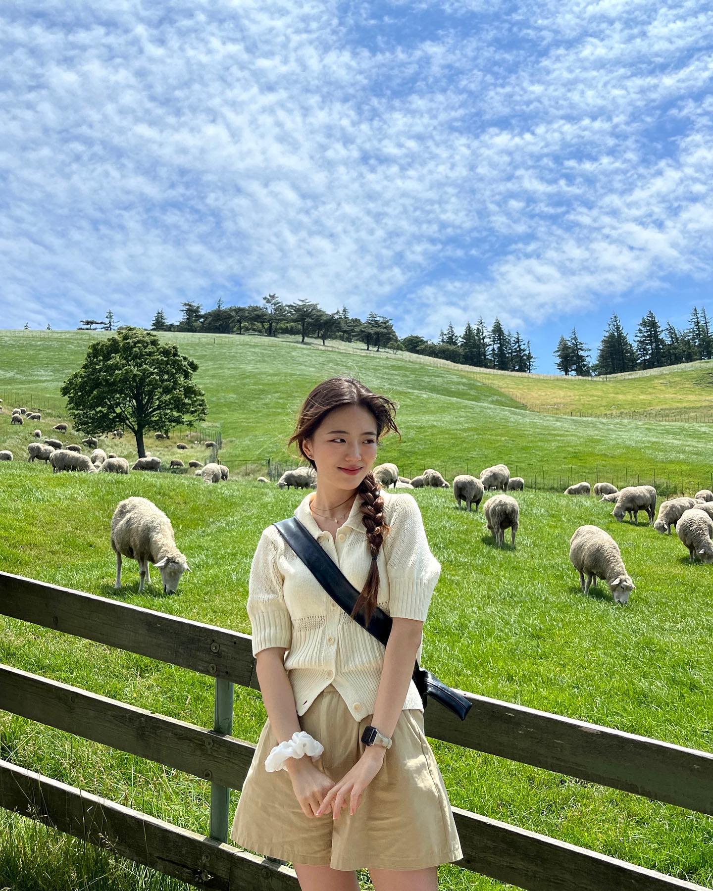 🐑🐑🐑