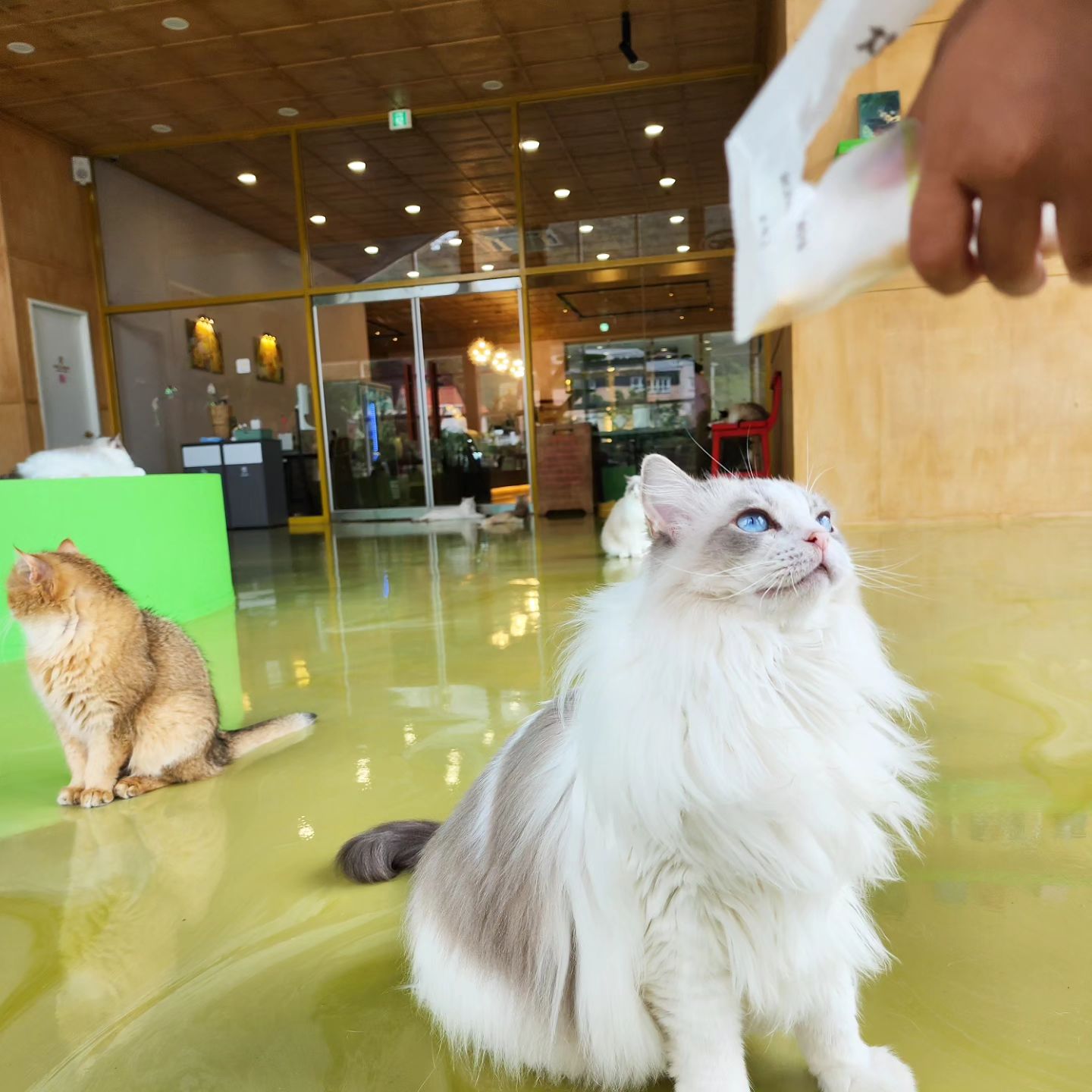 사랑스런 #고영희
들을 만나고나니
더욱 보고싶어지는 내새꾸...
만지고싶고 안고싶다🥲
어느덧 너를 떠나보낸지도
6개월이지났네..시간 참 빨라
치치야 그곳에선 행복하지?