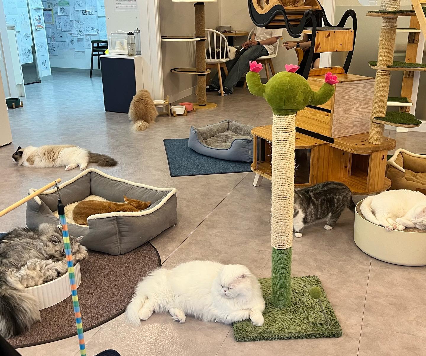 행복한 냥냥이랜드
Happy catsville