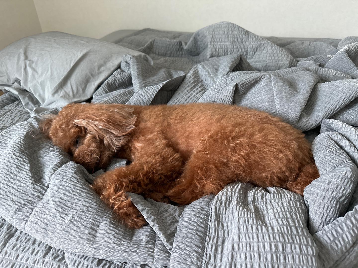 개 팔자가 상팔자🐶
냥 팔자가 상팔자😼