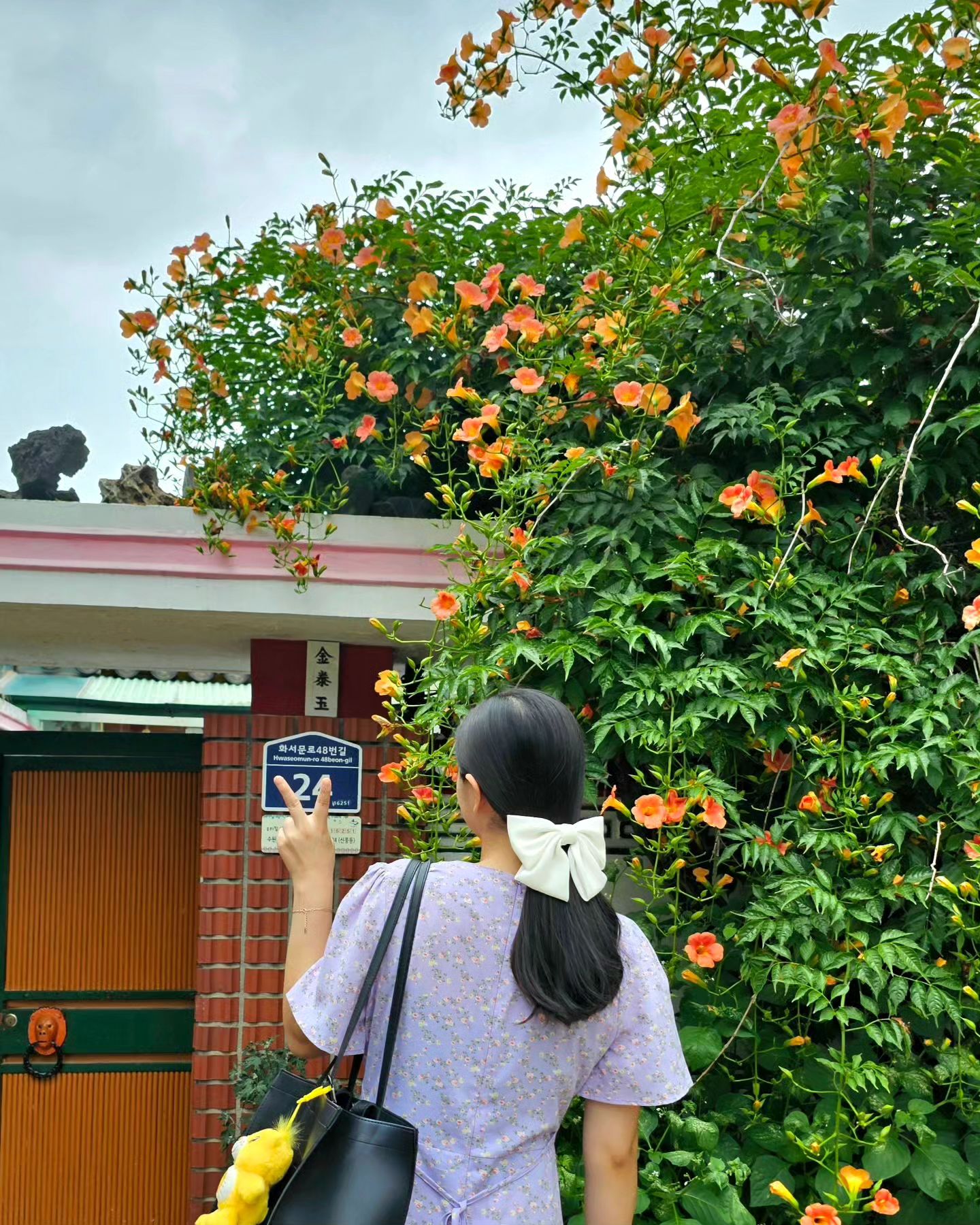 🌺 행리단길 골목여행 중 발견한 능소화 포토스팟! 7월에만 볼 수 있는 능소화 잔뜩 구경하고왔어요 #쭈의여행일기 #행궁동능소화 #행리단길골목여행